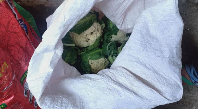 सिन्धुली सदरमुकामा भित्रियो फेरी भारतीय तरकारी, एक क्वीन्टल काउली र खोर्सानी नष्ट