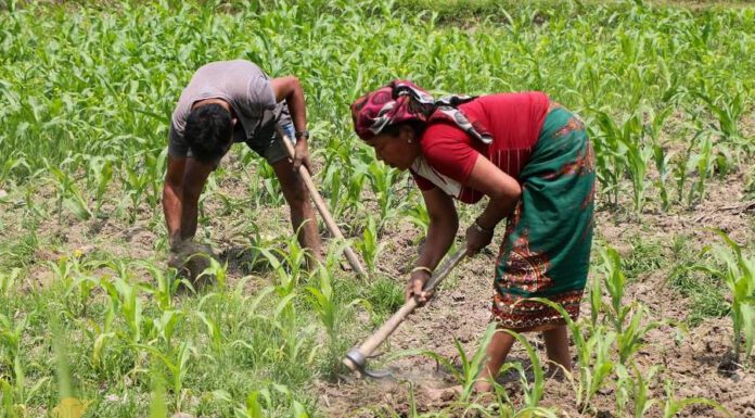 किसान मैत्री बन्दै कमलामाई नगरपालिका !