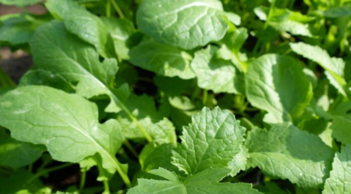 कमलामाईले तरकारीको मुल्य निर्धारण गर्ने