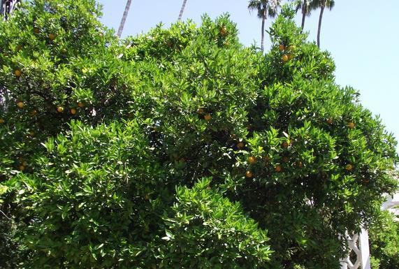 सिन्धुलीका जुनार किसान पिडित बन्दै !