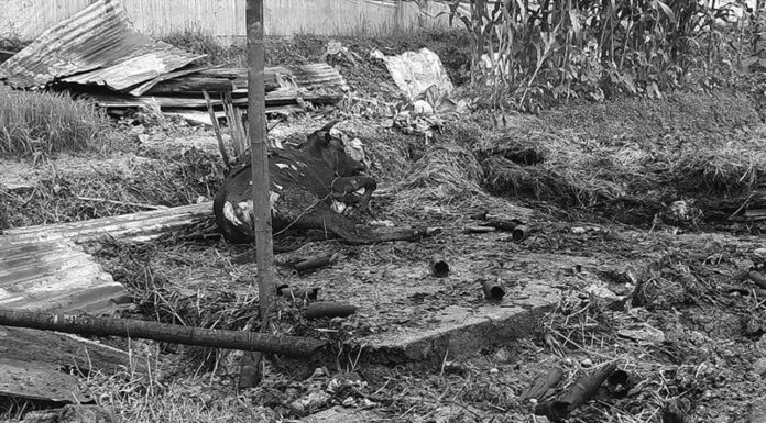 सूर्यविनायकमा आगलागी, तीन गाई मरे