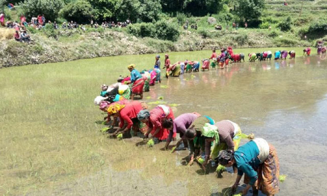 दही च्यूरा खाएर राष्ट्रिय धान दिवस मनाइँदै