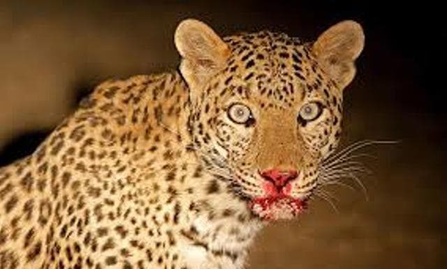 चितुवाको आक्रमणमा एक बालिका घाइते