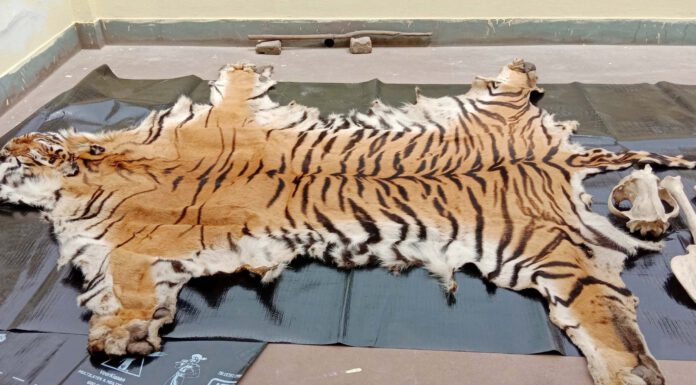 बाघको छाला र हड्डीसहित दुई पक्राउ