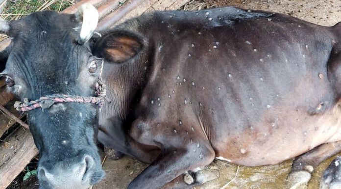 गाईमा भाइरस सङ्क्रमण: ‘रोग नियन्त्रणका प्रयास गर्नै सकिएन’