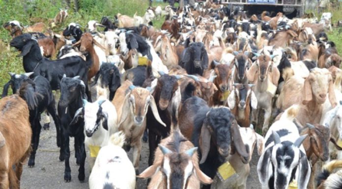 सरकारले आजदेखि दशैँका लागि खसीबोका बिक्री गर्ने