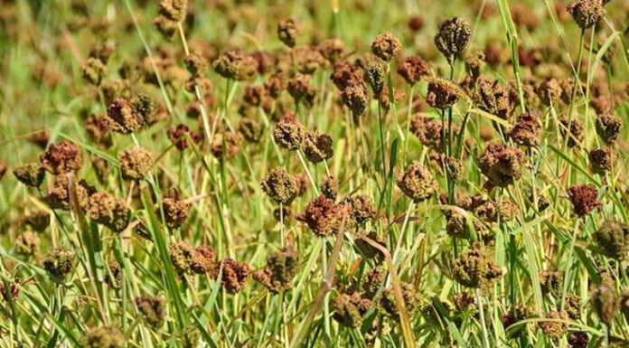 चन्दनपुरका किसानलाई कोदो थन्क्याउनै भ्याइनभ्याई