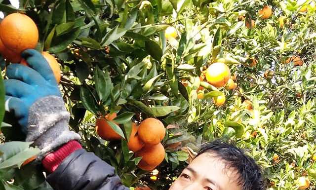 किसानलाई जुनार टिप्न, थन्क्याउन र बजारमा पठाउन भ्याइनभ्याई