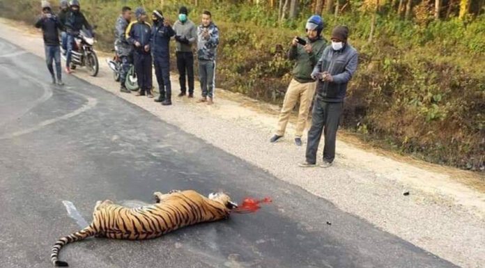 बाराको आधारभार जंगलमा कारको ठक्करबाट पाटेबाघको मृत्यु