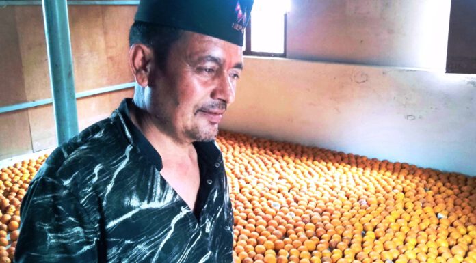 भण्डारणको अभावले सिन्धुलीमा कुहिन थाले जुनार, किसान र बिक्रेताहरु चिन्तित