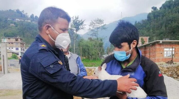 बेथानचोकमा भेटिएको दुर्लभ सेतो मृग चिडियाखाना पठाइयो