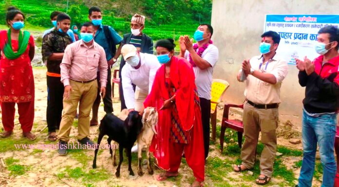 गोलन्जोरमा स्थानीयलाई उन्नतजातको बाख्रा बितरण