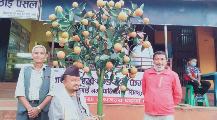 सिन्धुली सदरमुकाममा लटरम्म फलेको जुनार (फोटो फिचर)