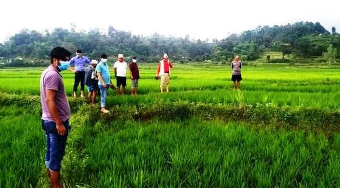 नगरप्रमुख खत्रीलेकिसानहरुसँग भनेः धानवालीमा लागेको रोगकिरा नियन्त्रणगर्न प्रतिवद्ध छौं