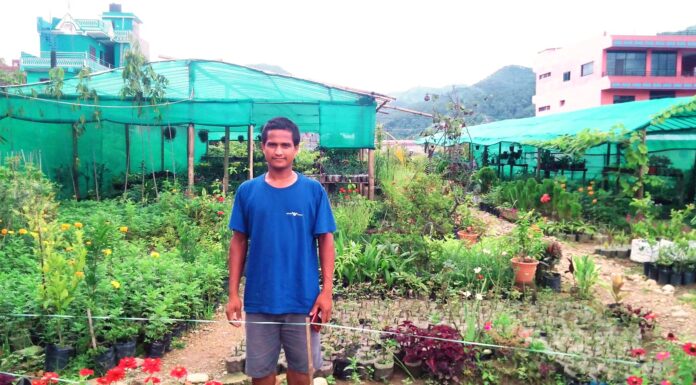 बैदेशिक रोजगारीबाट फर्केपछि नर्सरी व्यवसाय