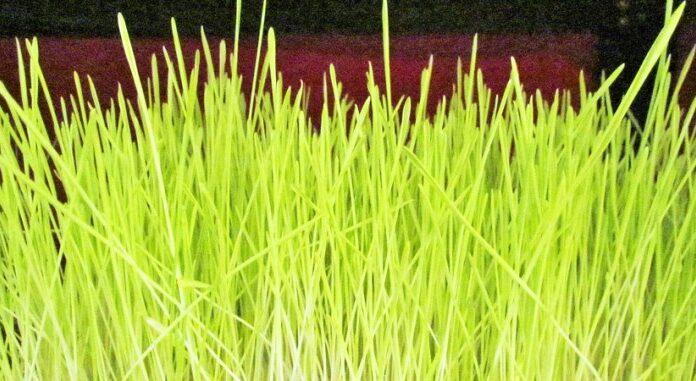 विजया दशमीको हार्दिक मंगलमय शुभकामना