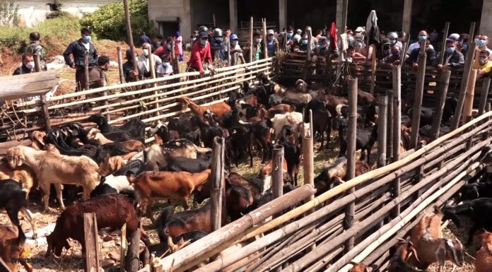 खसीबोकाको बिक्री कम हुँदा व्यापारी निरास