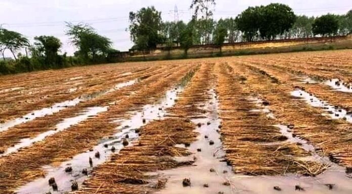 सरकार किसानहरुलाई तत्कालै क्षतिपूर्ति देउ: एमाले नेता प्रभु साह