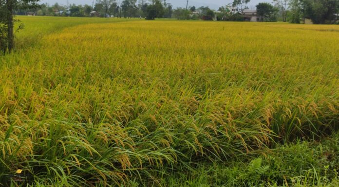 कृषिजन्य कार्यमा अझै सावधानी अपनाउन आग्रह, केही स्थानमा वर्षाको सम्भावना