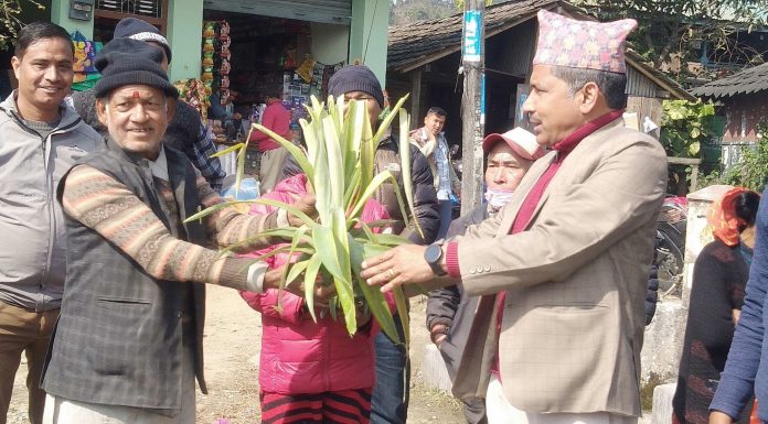 नगरप्रमुख खत्रीद्धारा किसानहरुलाई उन्नतजातको भुईकटहरको बिरुवा बितरण