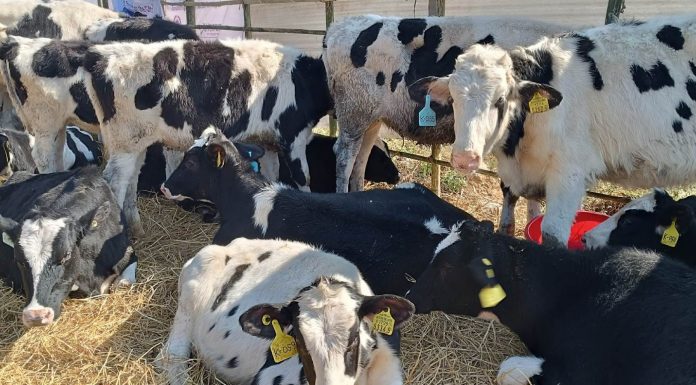 कोरियाबाट ल्याइएका उन्नत जातका ८१ वटा बाच्छी सिन्धुलीका किसानहरुलाई वितरण, पूर्व मेयर खत्री भन्नुहुन्छ: मेरो कामले सार्थकता पायो