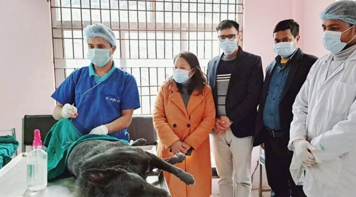 फिक्कलमा रेविज बिरुद्धको अभियान