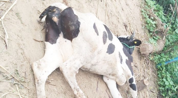 सिन्धुलीको कमलामाई नगरपालिकाका किसानलाई बितरण गरिएको कोरियाली गाईहरू मर्न थालेपछि व्यवसायिक किसानहरू चिन्तित !