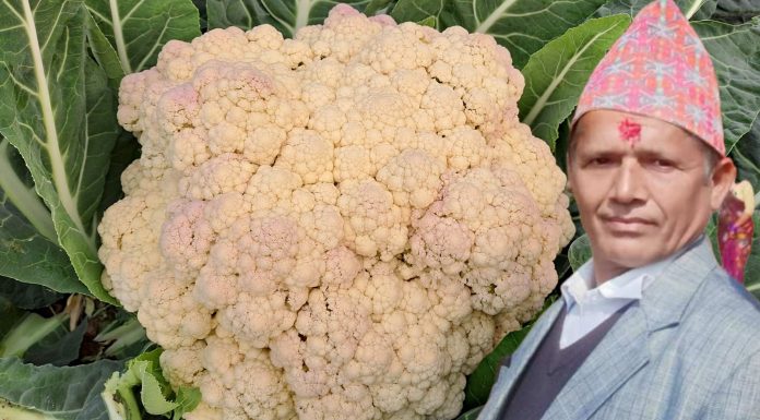 जनयुद्धमा शिक्षकको जागिर गुमाएका इन्द्रप्रसादको लोभलाग्दो खेती