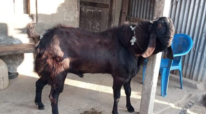 फिक्कलमा फस्टाउँदै व्यवसायिक बाख्रा पालन