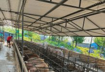 सफलता आफ्नै गाउँमा