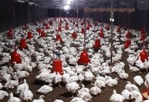 मासु उत्पादनमा आत्मनिर्भरताको यात्रा