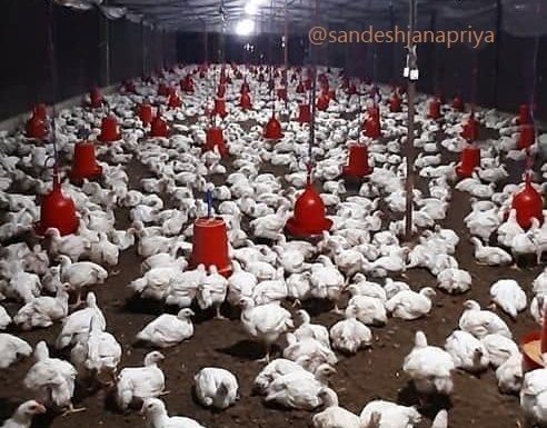 मासु उत्पादनमा आत्मनिर्भरताको यात्रा